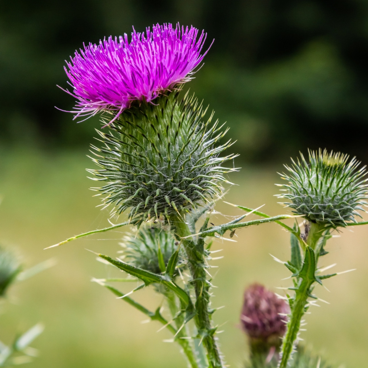 Milk Thistle