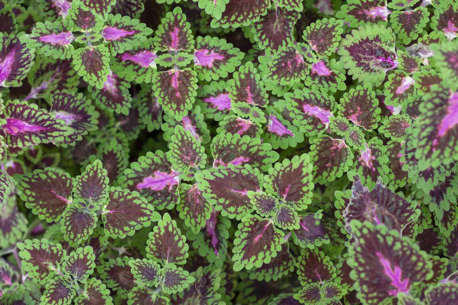 Coleus Forskohlii